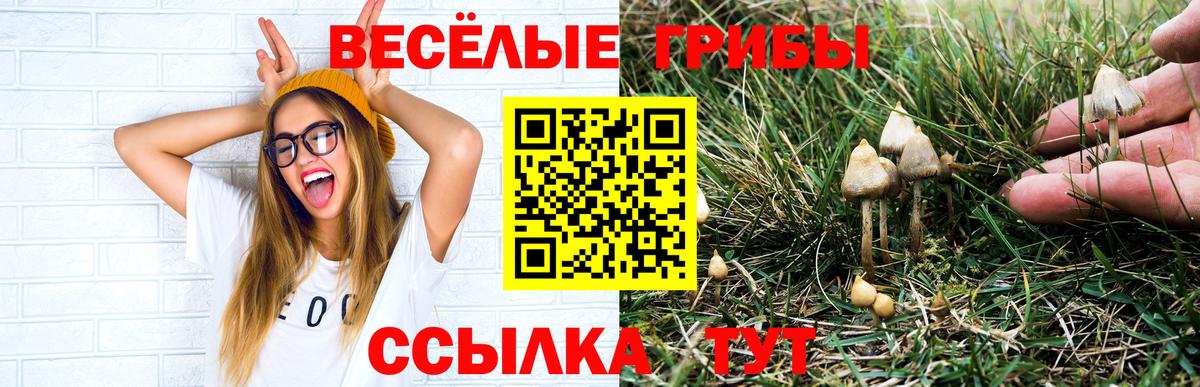 где можно купить наркотик  Гурьевск  Псилоцибиновые грибы GOLDEN TEACHER  Псилоцибиновые грибы GOLDEN TEACHER 